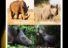 World Rhino Day (WRD) 2023