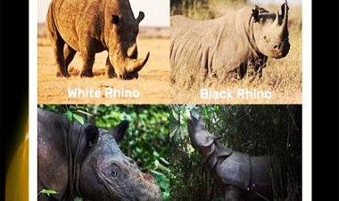World Rhino Day (WRD) 2023