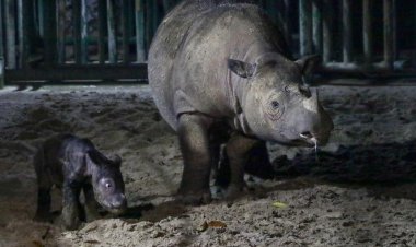 Badak Jawa-Sumatra Terancam Punah, Pakar IPB Jawab dengan Teknologi Ini