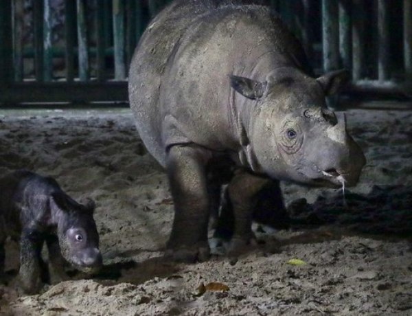 Badak Jawa-Sumatra Terancam Punah, Pakar IPB Jawab dengan Teknologi Ini